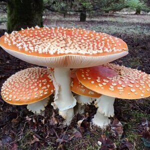 Orange AM Fly Mush Caps For Decor - Dried - 28grs